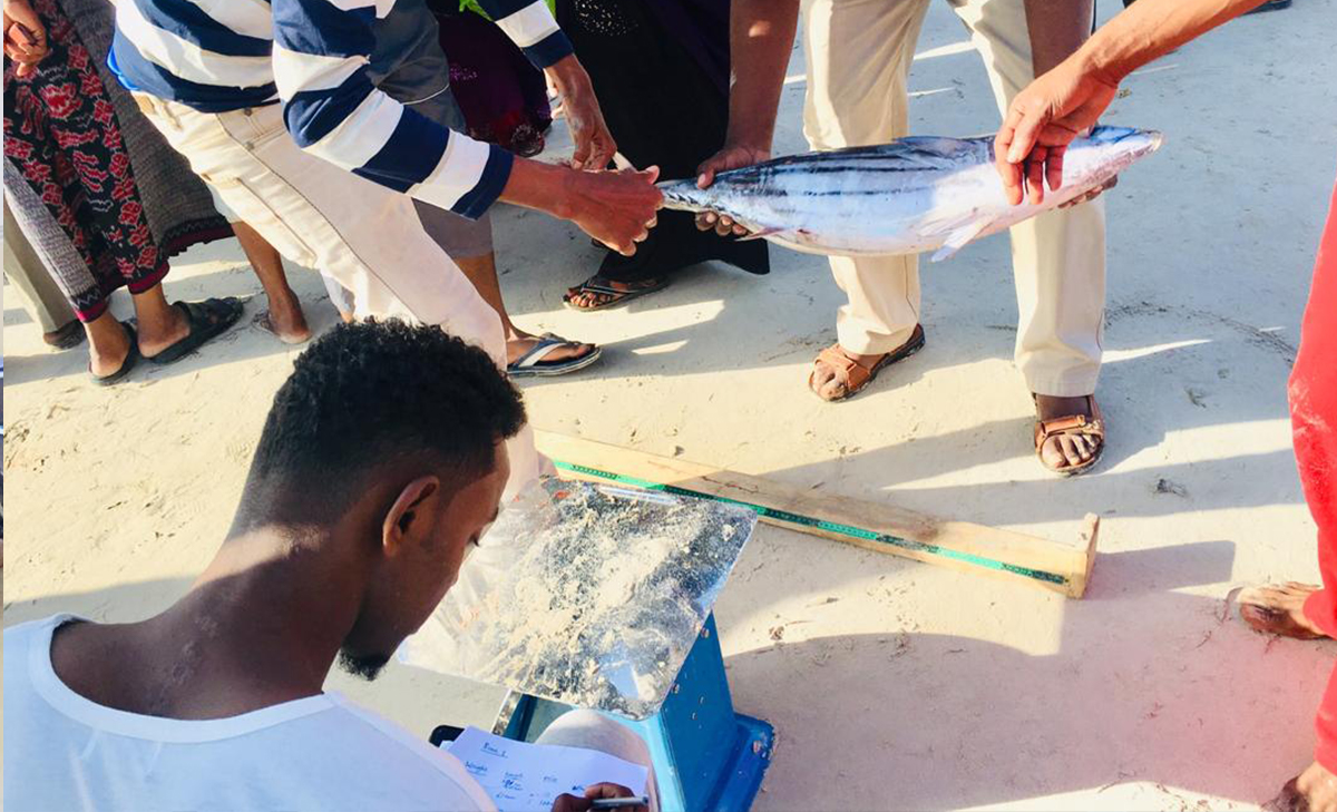 collecting fish data Somalia