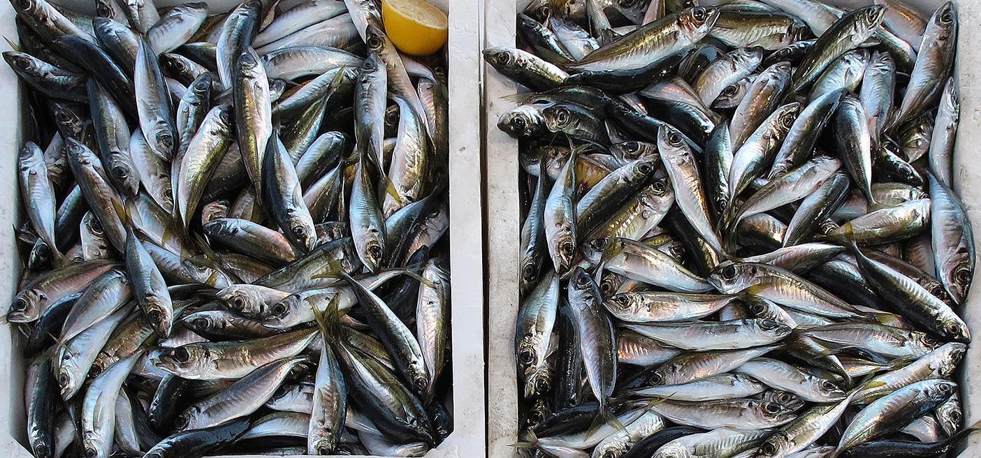 IUU fishing