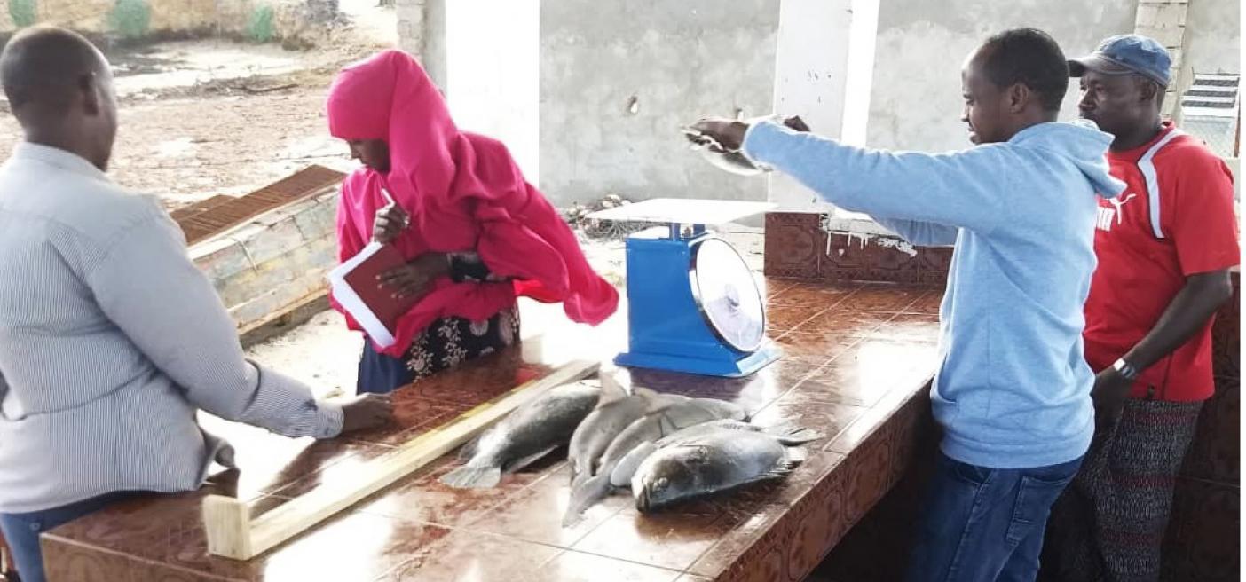 fisheries data collection somali