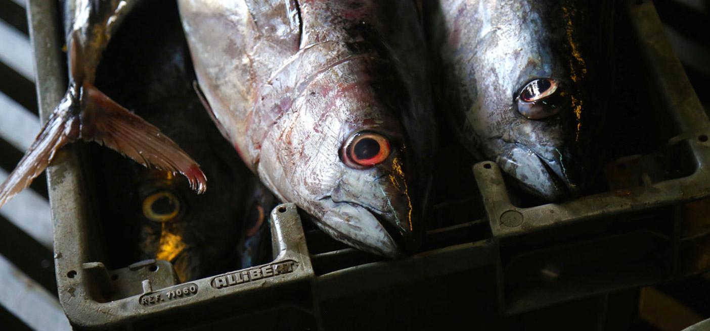Fish in Cold Storage
