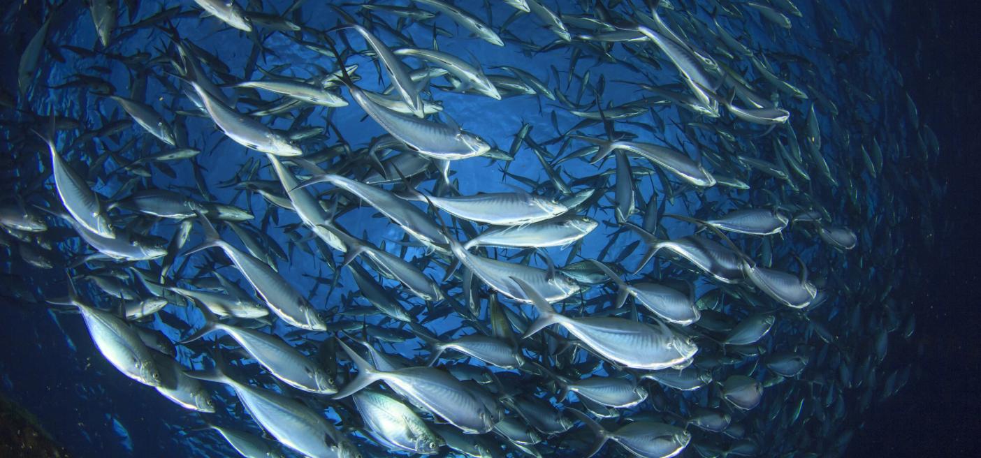 Sustainable global fish stocks