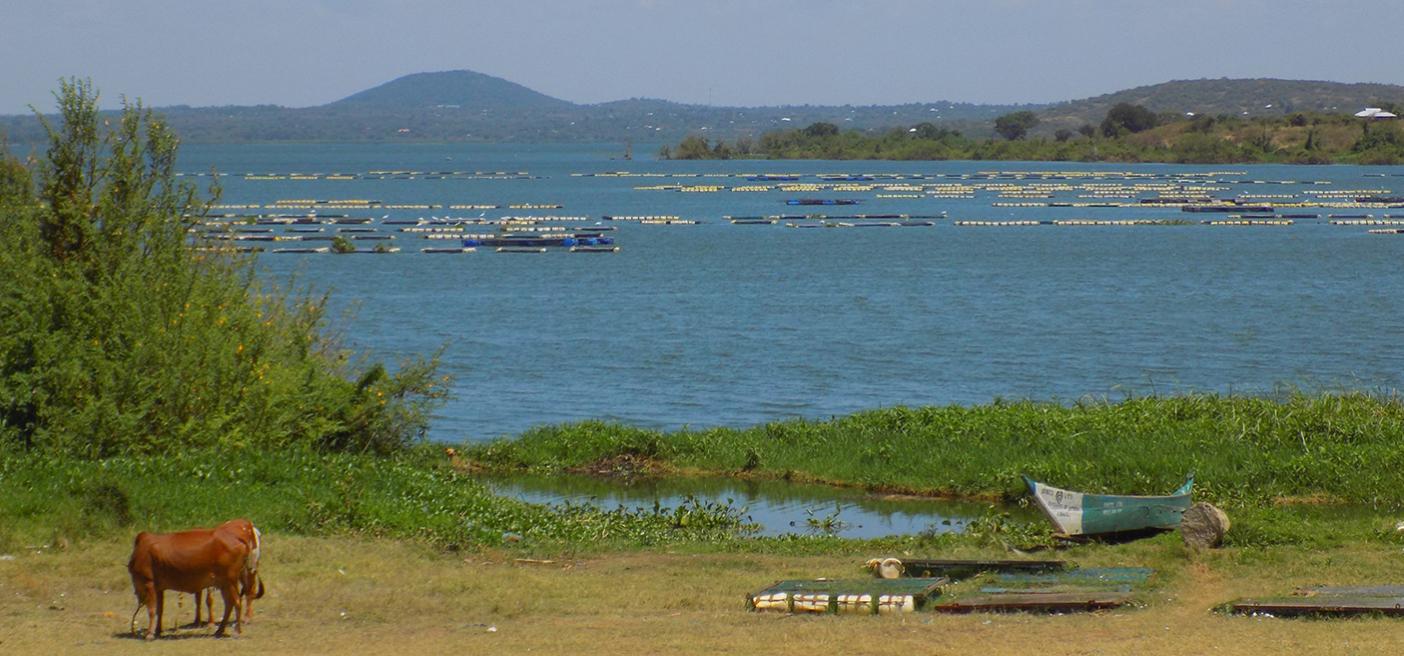 Aquaculture in Lake Victoria