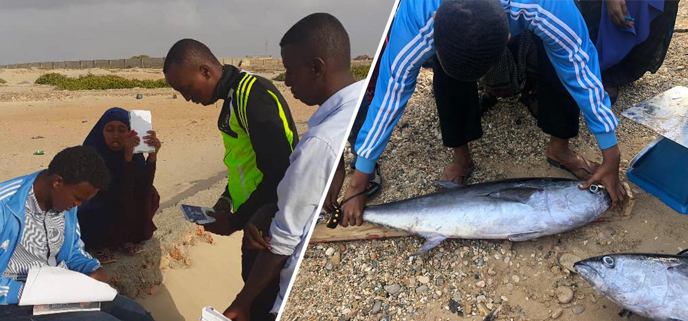 fish data collection Somalia growing