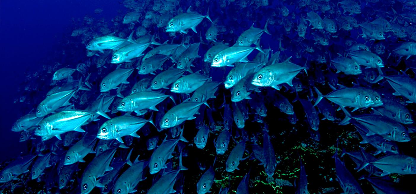 School of Jack Fish