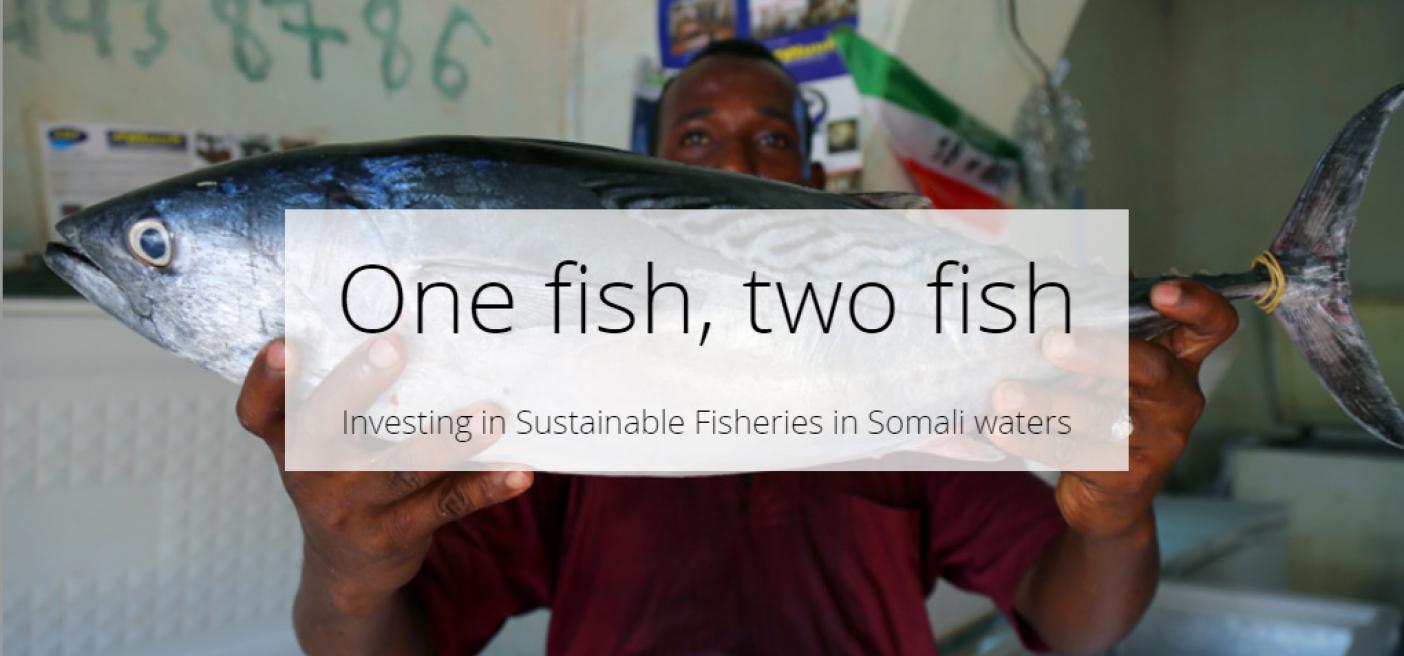 investing sustainable fisheries in somalia tuna