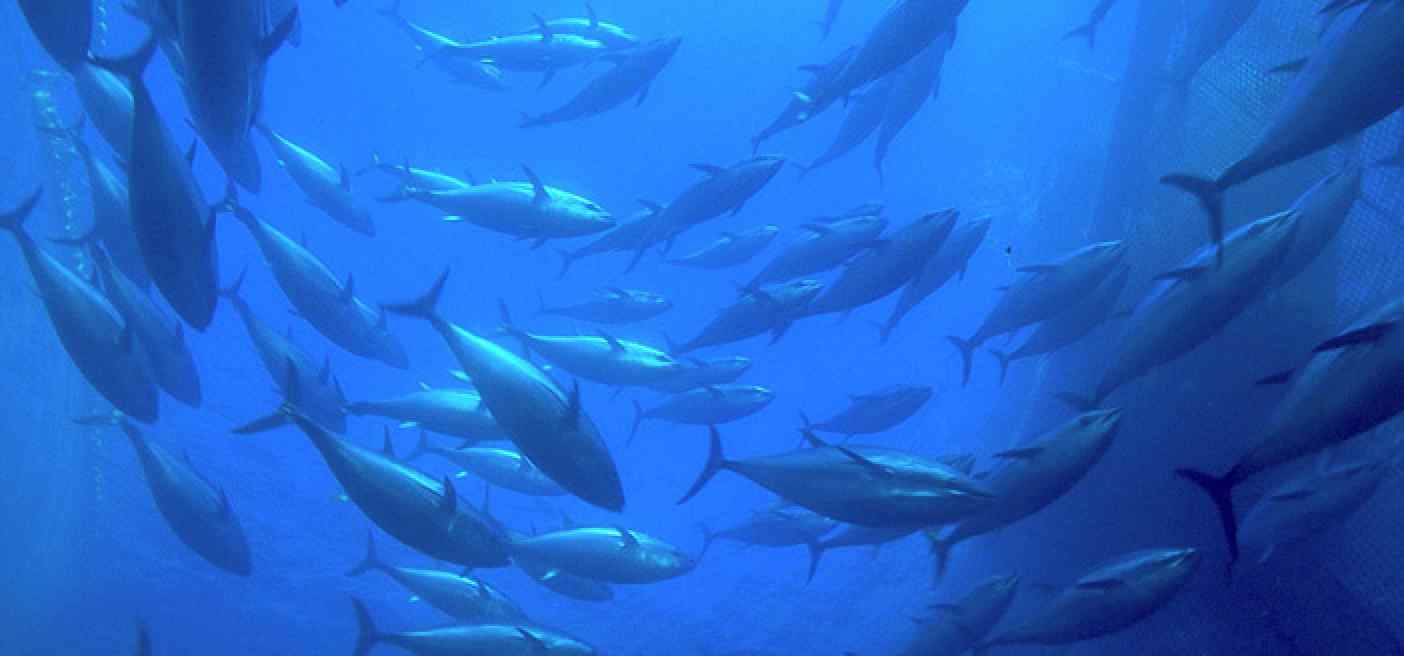 Protecting Yellow Fin Tuna