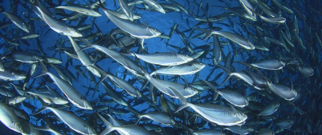 Fish Schooling Sustainability 